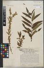 Foto von Salix triandra L. x Salix viminalis L.